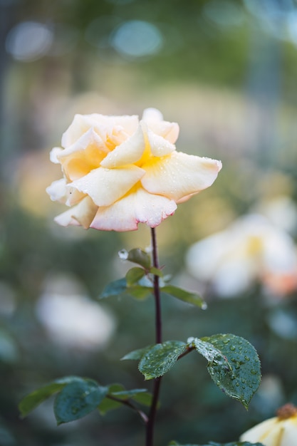 Witte rozen op vers groen blad.