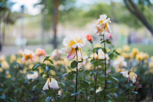 Witte rozen op vers groen blad.