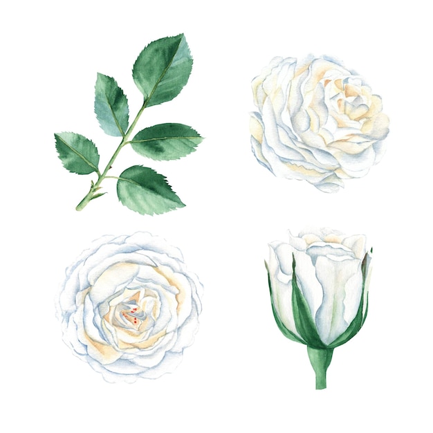 Witte rozen set geïsoleerd op een witte achtergrond Aquarel illustratie