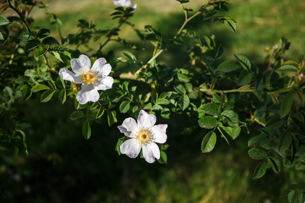 Witte rozenbottelbloem op de groene achtergrond.