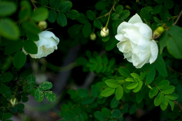 Witte rozenbottelbloem op een donkergroene achtergrond Twee bloemen in een paar