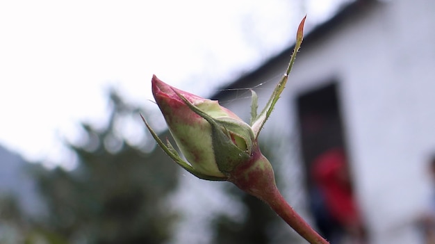 Witte rozenknop