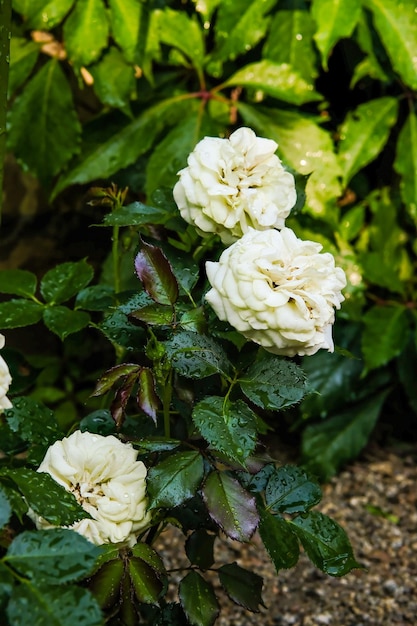 Witte rozenstruik close-up Bloeiende tuinplant onder zonlicht met blauwe lucht Mooie klimmende Alba-roos