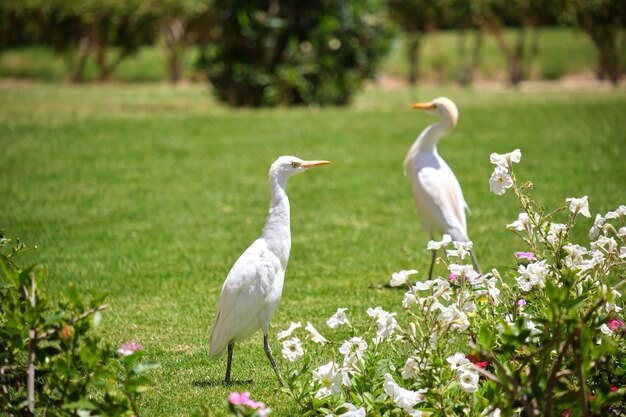 Witte runder egret wilde vogel ook bekend als bubulcus ibis lopen op groen grasveld in de zomer