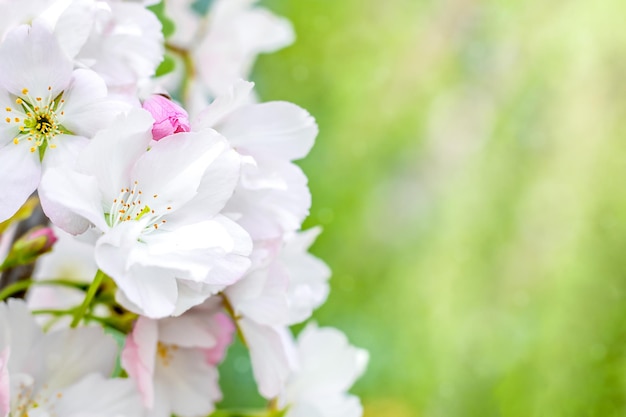 Witte sakura bloemen close-up op een natuurlijke groene achtergrond kopiëren ruimte Selectieve aandacht Lente achtergrond met sakura bloemen