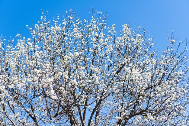 Witte sakuraboom op zonnige blauwe hemel in het voorjaar.