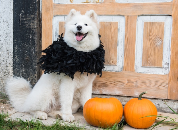 Witte samojeed-hond met halloween-pompoenen. hond zit op de veranda van het huis bij de gesloten vintage deuren.