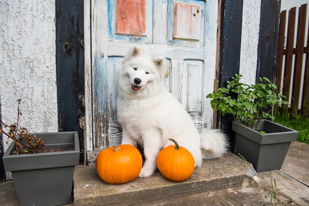 Witte Samojeed-hond met Halloween-pompoenen. Hond zit op de veranda van het huis bij de gesloten vintage deuren.