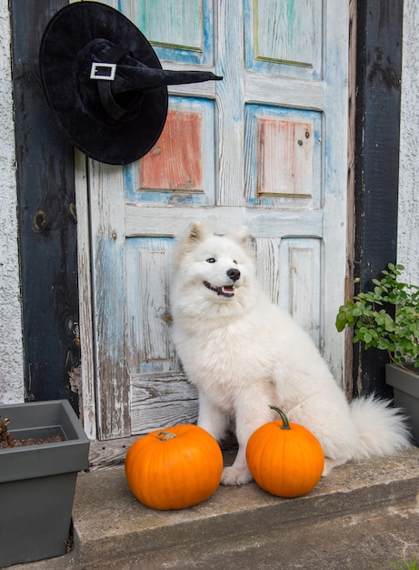 Witte Samojeed-hond met Halloween-pompoenen