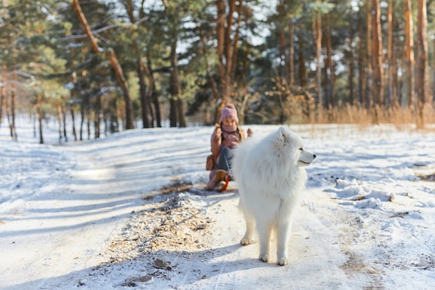 Witte Samojeed Hond trekt slee met blij kind