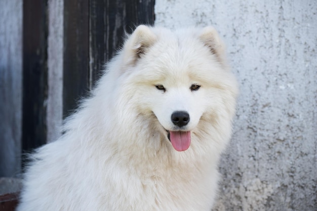 Witte samojeed puppy zit op de binnenplaats hond in de natuur een wandeling in het park