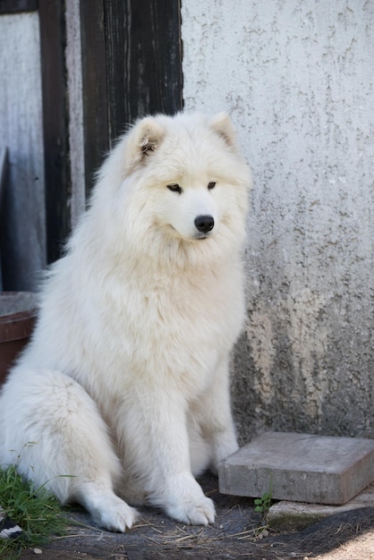 Witte Samojeed puppy zit op de binnenplaats Hond in de natuur een wandeling