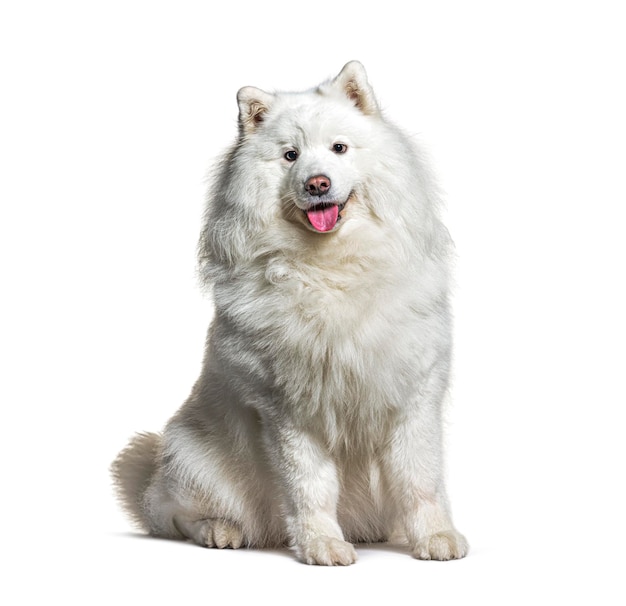 Witte samoyed hond