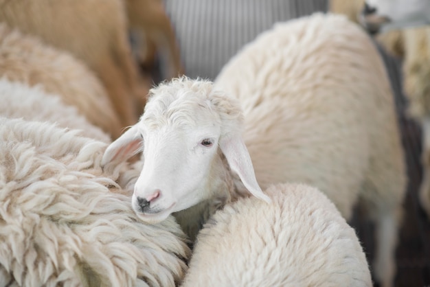 Witte schapen in de boerderij