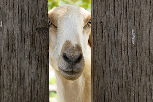 Witte schapen in schapen landbouwtijd