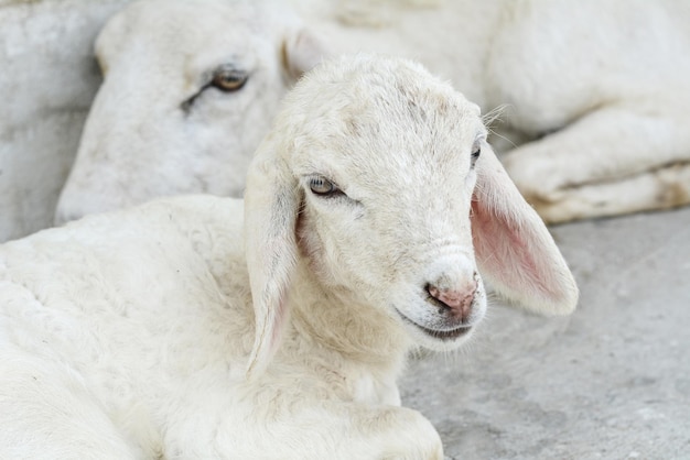 Witte schapen op de boerderij