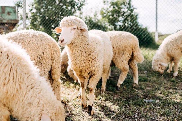 Witte schapen op een boerderij.