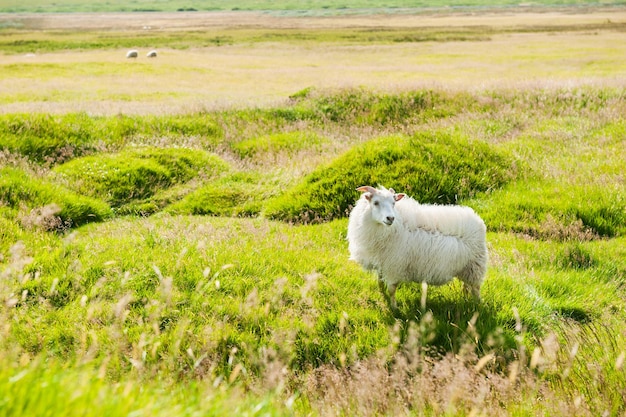 Witte schapen op het groene veld, zuidelijk IJsland. Mooie zomerse landschap.