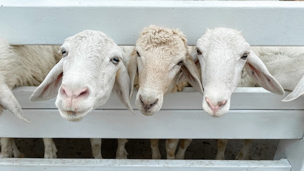 Witte schapenmenigte in de klassieke boerderij, Thailand.