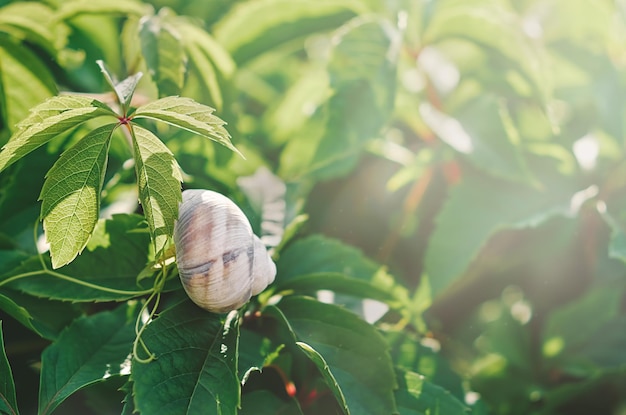 Witte schelp van een slak op de groene bladeren van wilde druiven