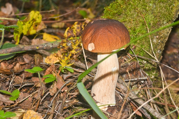 Witte schimmel onder de bomen