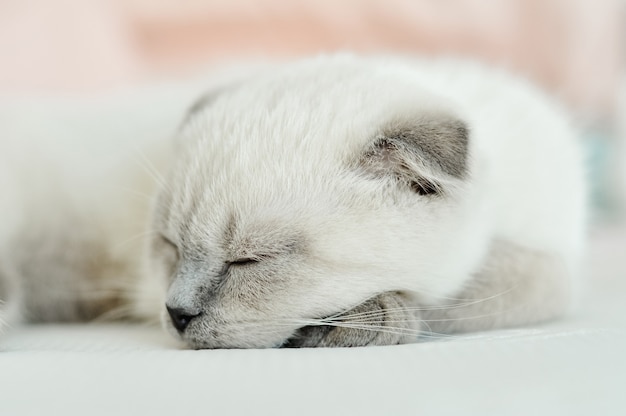 Witte Schotse vouwen binnenlandse kattenslaap in bed. Portret mooie witte kitten.