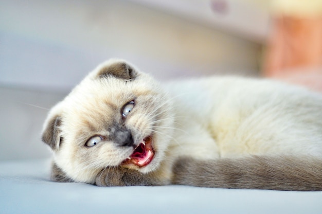 Witte schotse vouwen huiskat boos, sist, gromt in bed. portret van schotse kitten met blauwe ogen. witte kat kitten vouw grijze oren. dierlijke huisdier kat. veterinair, hondsdolheid concept.