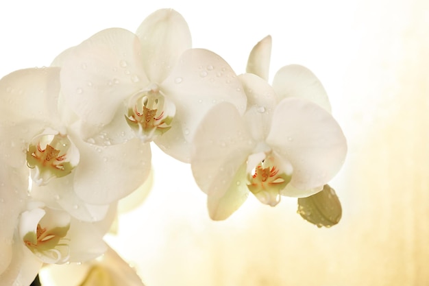 Witte sensuele orchidee met druppel water op een witgouden achtergrond