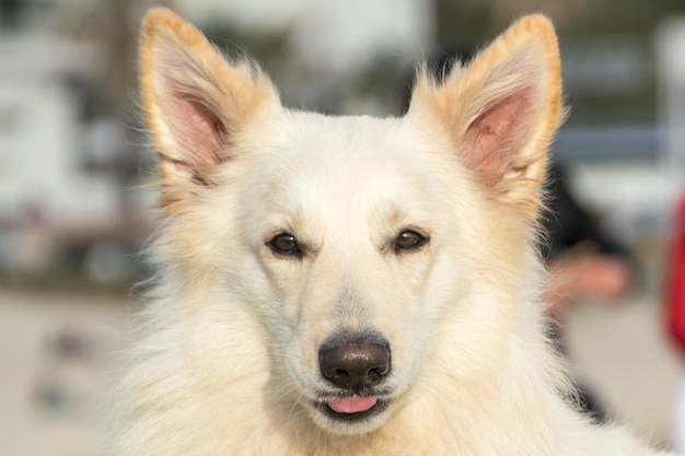 witte Siberische hond