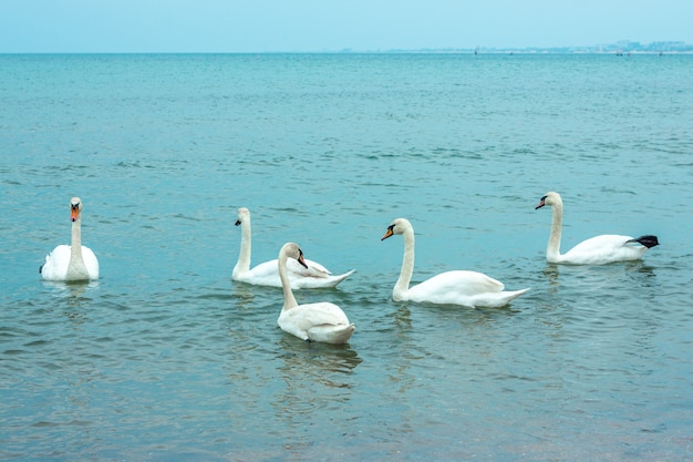 witte sierlijke zwanen zwemmen in de zee