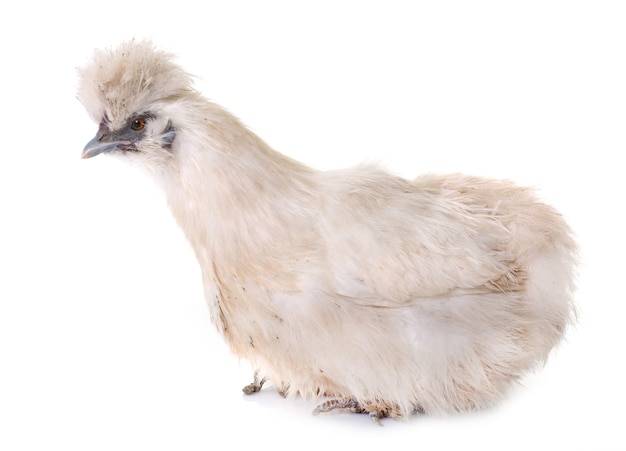 witte silkie kip