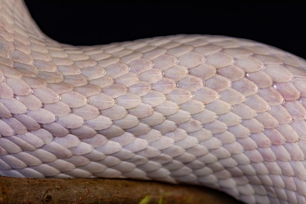 Witte slangenhuid, textuur, achtergrond.