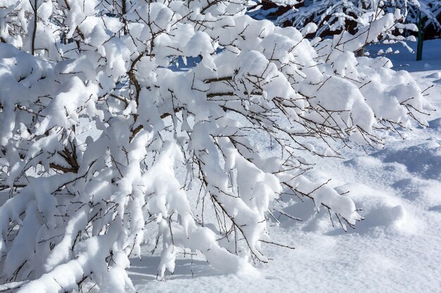 Witte sneeuw op boomtakken op een zonnige, ijzige winterdag Winter achtergrond