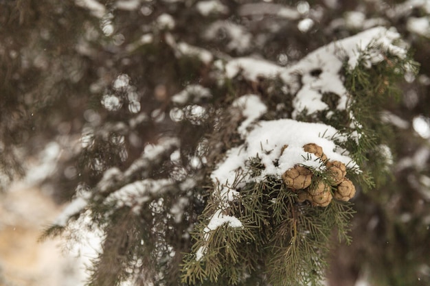 Witte sneeuw op een kale boomtakken op een ijzige winterdag close-up Natuurlijke achtergrond Selectieve botanische achtergrond Hoge kwaliteit foto