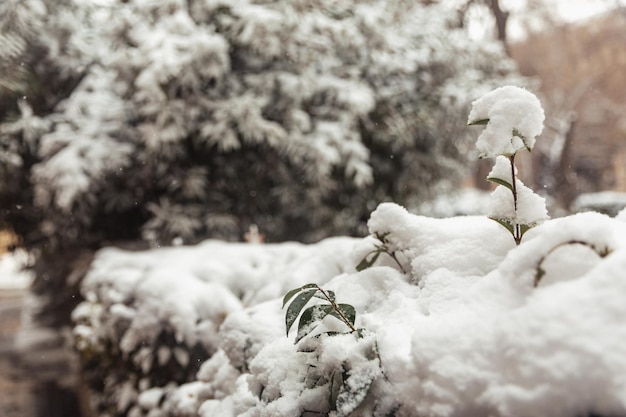 Witte sneeuw op een kale boomtakken op een ijzige winterdag close-up natuurlijke achtergrond selectieve botanische achtergrond hoge kwaliteit foto