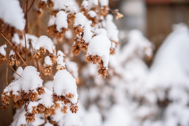 Witte sneeuw op een kale boomtakken op een ijzige winterdag close-up