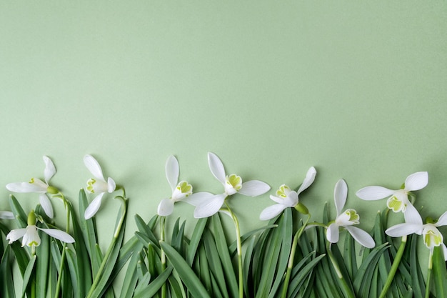 Witte sneeuwklokje bloemen plat leggen