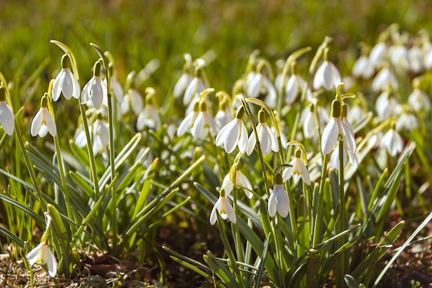 Witte sneeuwklokjes bloeien op een open plek in de lente Wusun-bloemachtergrond