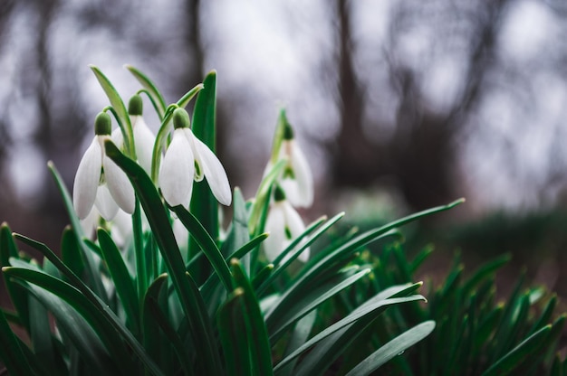 Witte sneeuwklokjes close-up met onscherpe achtergrond Eerste mooie bloemen in de lente