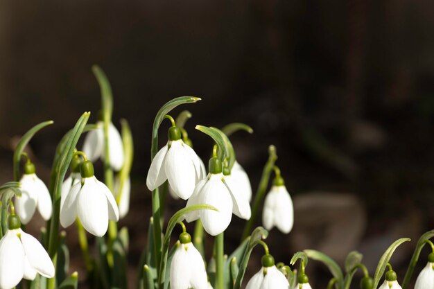 witte sneeuwklokjes eerste bloemen in lentebloemen op een zonnige dag