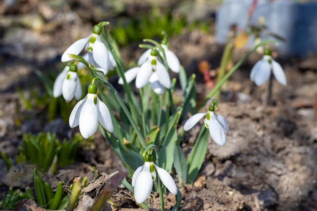 witte sneeuwklokjes in de tuin in het zonlicht mooie bloemen buiten eerste lentebloemen