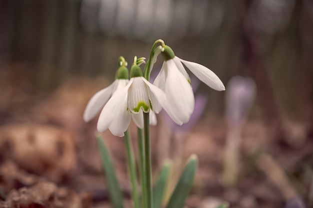 Witte sneeuwklokjes in de wei de eerste lentebloemen