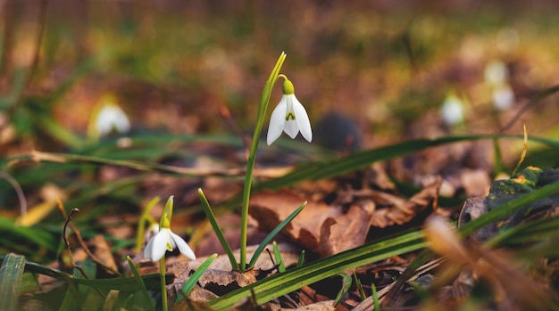 Witte sneeuwklokjes in een donker somber bos