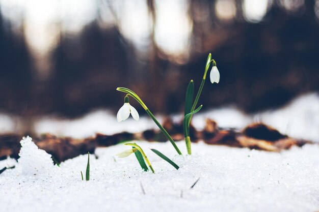 Witte sneeuwklokjes in het bos in de sneeuw op een achtergrond van bomen