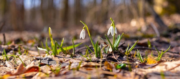 Witte sneeuwklokjes in het bos op een achtergrond van bomen bij zonnig weer