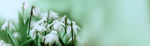 Witte sneeuwklokjes op groen een vage aardachtergrond