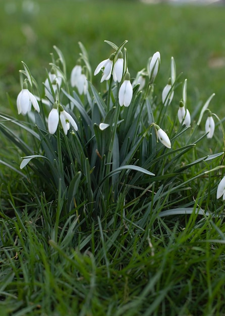 witte sneeuwklokjes op groen gras in het park