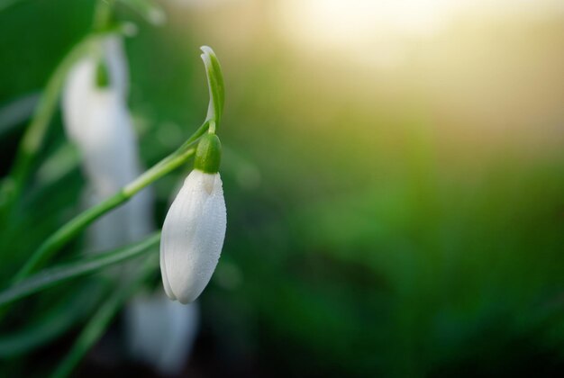 Witte sneeuwklokjes op groen gras op een zonnige lentedag Ruimte voor tekst Foto van hoge kwaliteit