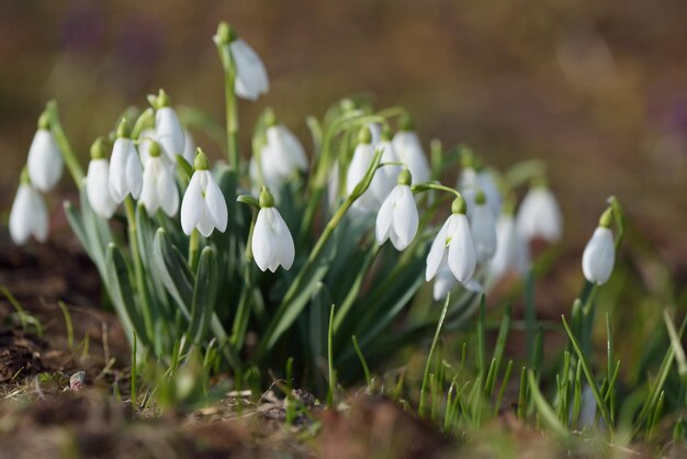 Witte sneeuwklokjes op weide