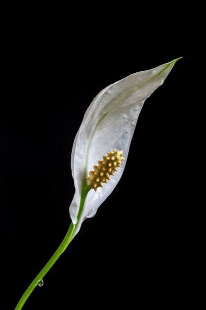 Witte spathiphyllum leliebloem